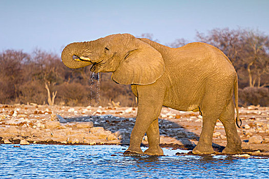 大象,喝,水潭,埃托沙国家公园,纳米比亚,非洲