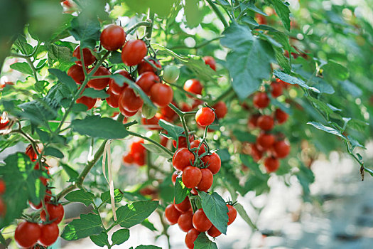 羊城广州初冬农科院菜园菜心菜地里的指天椒