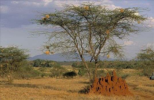 蚁丘,刺槐,肯尼亚