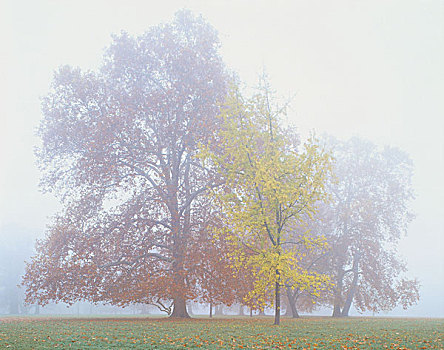 公园,树,山毛榉,前景,卑劣,白蜡树,欧洲白蜡树,秋日风光,自然,季节,落叶树,铁树,秋天,叶子,秋叶,雾,朦胧