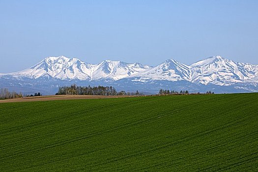 十胜岳山,美瑛