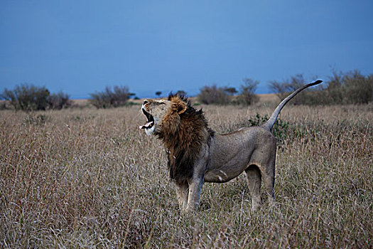 哈欠,雄性,狮子,马赛马拉,肯尼亚,非洲