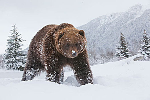 成年,棕熊,走,初雪,阿拉斯加野生动物保护中心,阿拉斯加,冬天,俘获