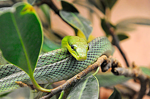 红尾的,绿色,捕鼠蛇,东南部,亚洲,菲律宾