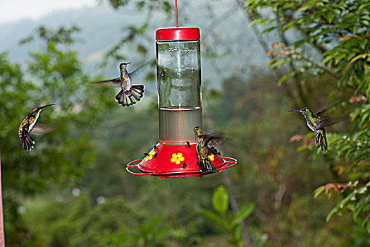 蜂鸟,进食,后院,饲喂器,哥斯达黎加,中美洲