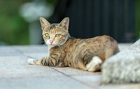 后院花园里玩耍的可爱猫眯