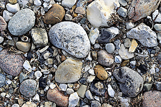 石头,海滩,鹅卵石,壳,菲英,菲英岛,丹麦,欧洲