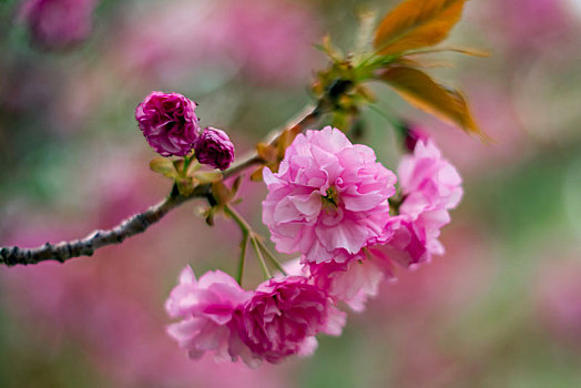 樱花