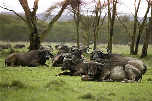 水牛,非洲