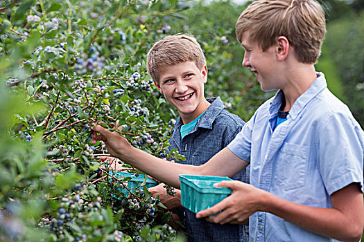 农场,两个男孩,挑选,浆果,灌木丛