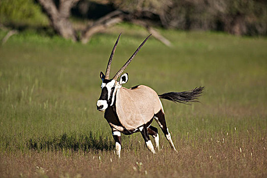 南非大羚羊,羚羊,卡拉哈里沙漠,北开普,南非