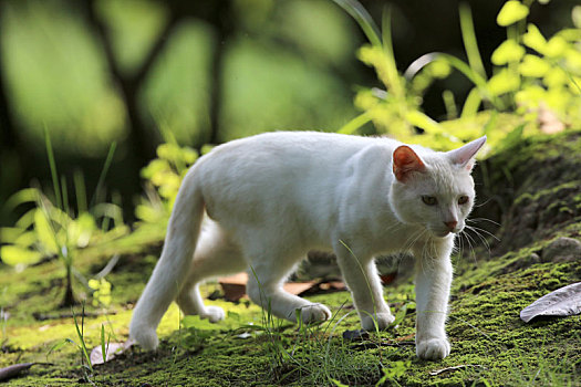 江苏淮安,公园中的流浪猫