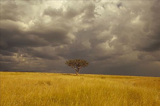 刺,金合欢,树,草地,马赛马拉国家保护区,肯尼亚