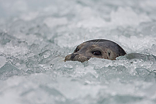 斑海豹,凝视,冰,靠近,南,冰河,东南阿拉斯加,夏天