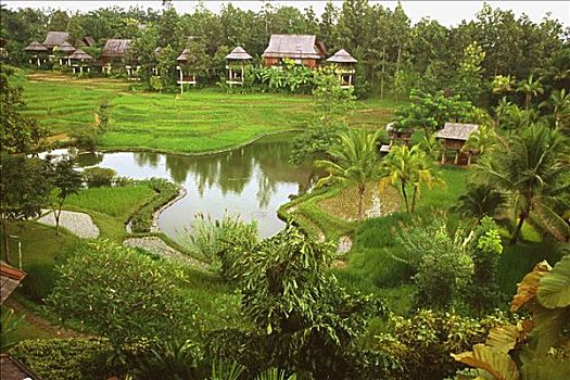 水塘,正规花园,清迈,泰国