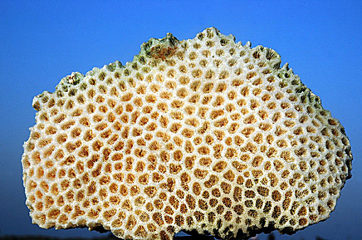 大量,珊瑚,岛屿,只有,孟加拉,公里,南,市场,尖,局部,二月,2009年