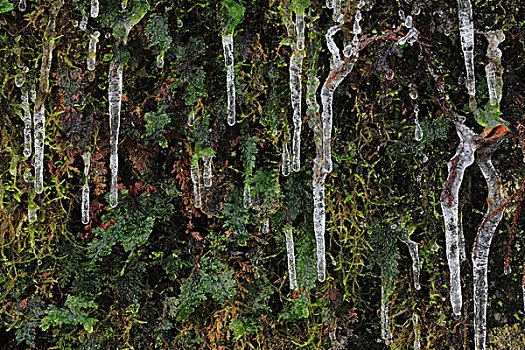 冰柱,悬挂,苔藓,岛屿,日本