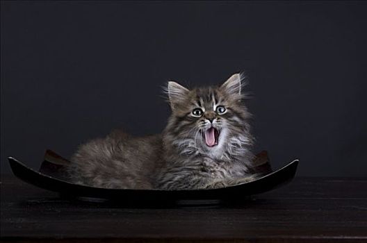 小猫,张嘴,碗