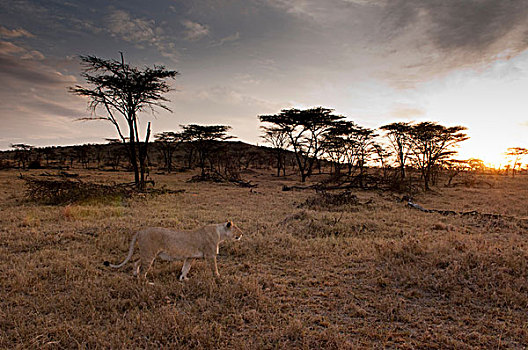 雌狮,狮子,马赛马拉,肯尼亚