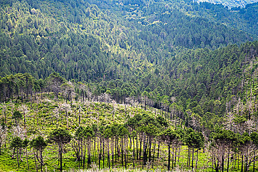 野外,山林,南,科西嘉岛,岛屿,法国