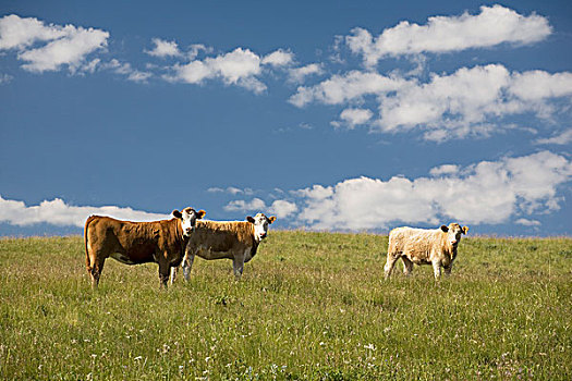 牛,草场,蓝天,云,艾伯塔省,加拿大