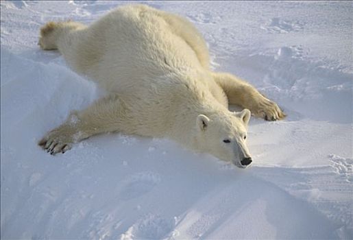 北极熊,趴着,丘吉尔市,曼尼托巴,加拿大