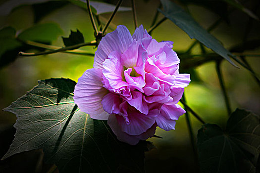 美丽的芙蓉花,木芙蓉,拒霜花,木莲,地芙蓉,华木