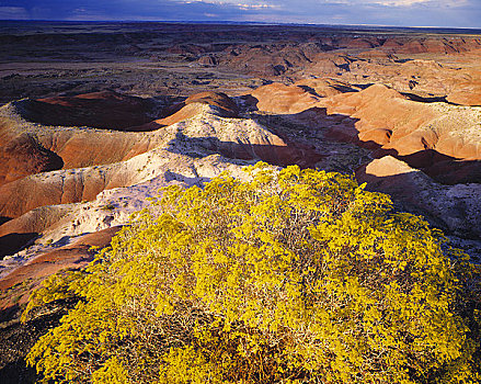 黄色,荞麦,石化森林国家公园,亚利桑那