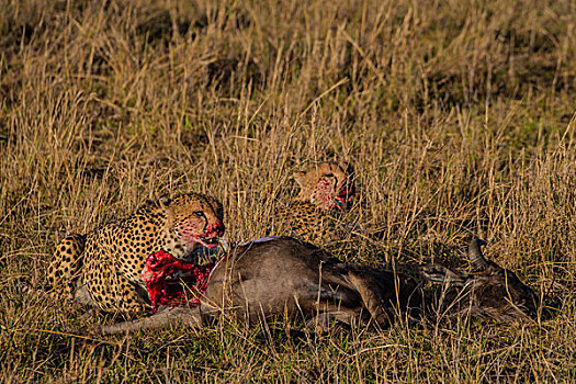 肯尼亚马赛马拉国家公园猎豹群吃水牛