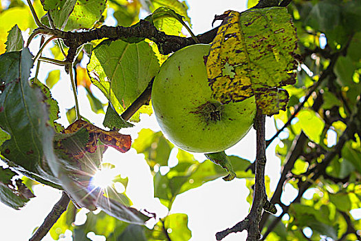 青苹果,树上,太阳,背景