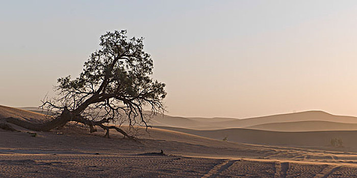 秋天,树,沙丘,撒哈拉沙漠,摩洛哥