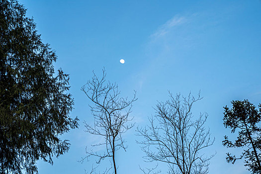 月亮树梢