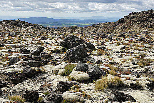 火山,石头,繁茂,苔藓,鲁阿佩胡火山,东加里罗国家公园,北岛,新西兰