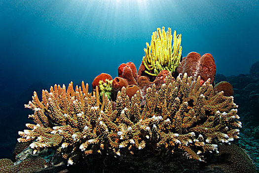 黄色,毛头星,坐,海绵,珊瑚,太阳,大堡礁,世界遗产,昆士兰,澳大利亚,太平洋