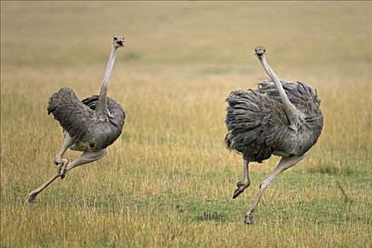 鸵鸟,鸵鸟属,女性,追逐,对手,马赛马拉国家保护区,肯尼亚