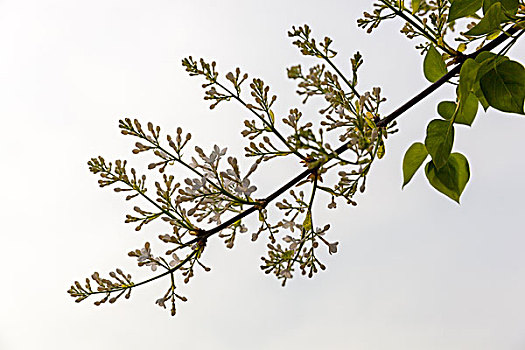 园林,花,丁香花