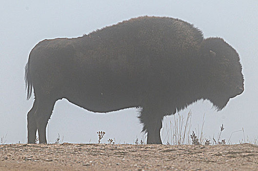美洲野牛,野牛,雾,西奥多罗斯福国家公园,北达科他,美国