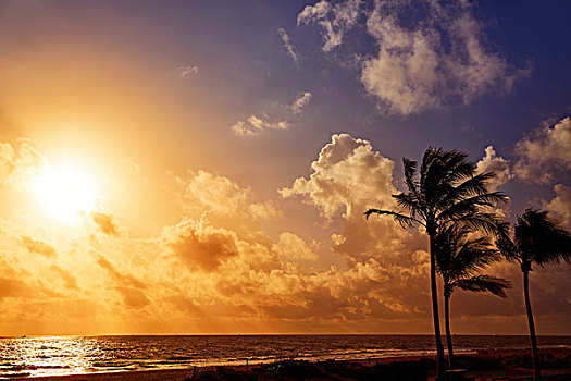 劳德代尔堡,海滩,早晨,日出,佛罗里达,美国,棕榈树