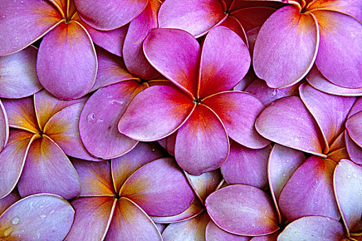 美国,毛伊岛,夏威夷,粉色,鸡蛋花,花