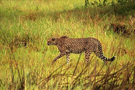 印度豹,猎豹,猎捕,树林,奥卡万戈三角洲,博茨瓦纳