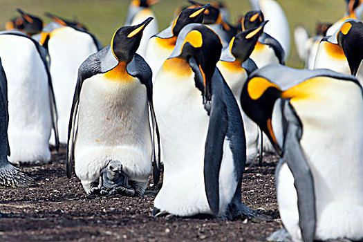 帝企鹅,成年,鸟,幼禽,自愿角,东福克兰,福克兰群岛,南美