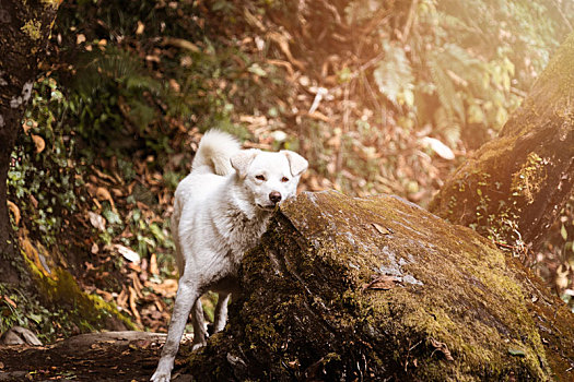 大自然中白色的狗狗