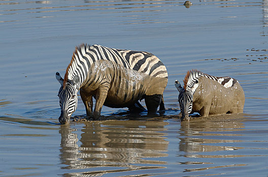 斑马,马,泥,水,成年,小动物,水坑,埃托沙国家公园,纳米比亚,非洲
