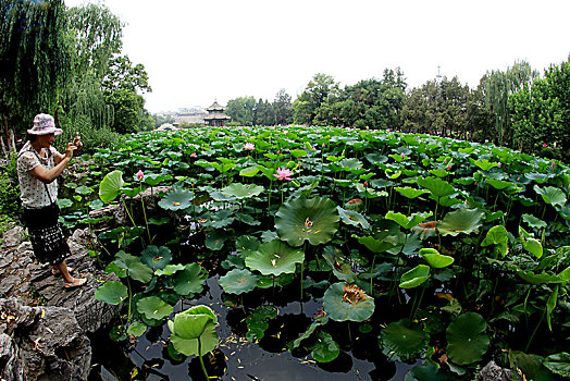 河北保定古莲池书院,荷塘夏日美景