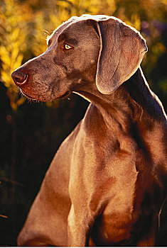 肖像,魏玛犬,户外