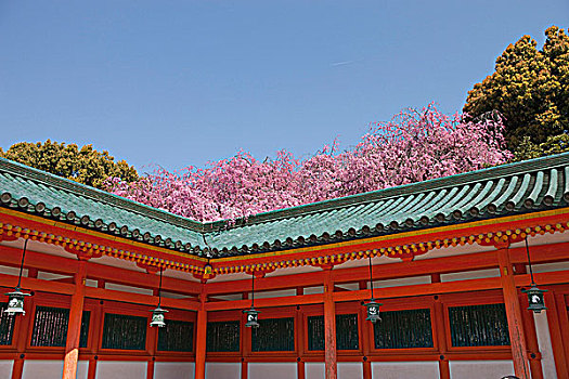 樱花,风景,房顶,走廊,京都,日本