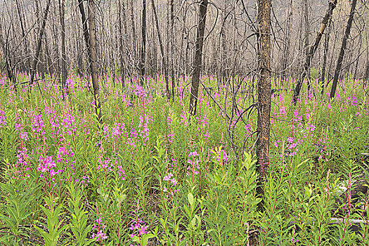 杂草,树林,库特尼国家公园,不列颠哥伦比亚省,加拿大