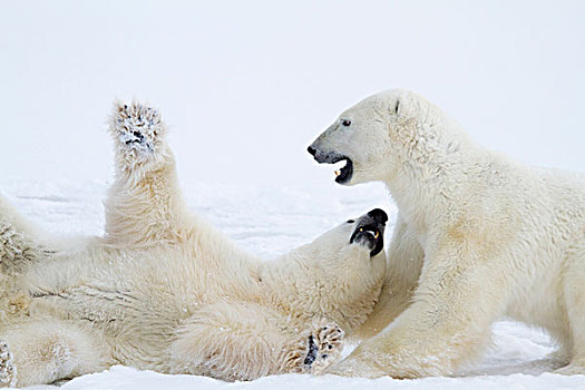 北极熊,打斗,暴风雪,丘吉尔市,野生动物,管理,区域,曼尼托巴,加拿大