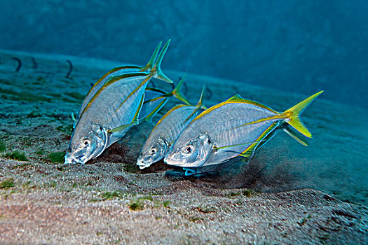 大西洋鲭鱼图片