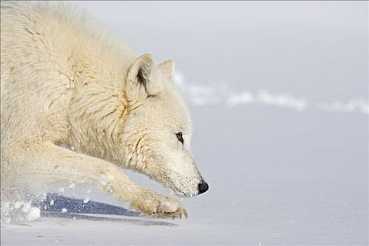 北极狼,猎捕